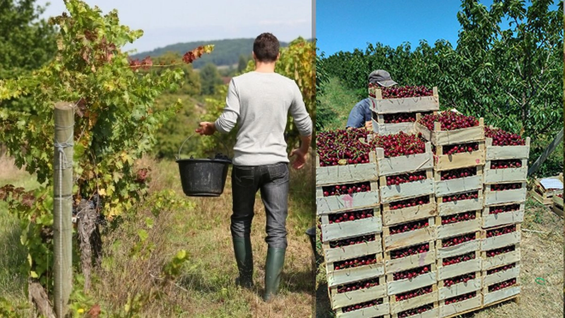 Afacerea care a devenit succes garantat în România. Un tânăr din Iași a transformat un teren, moștenire de familie, într-o livadă de un milion de euro