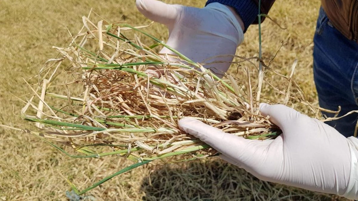 Un fermier din Iași susține că a fost exclus de la plata sumelor la hectar pentru culturile afectate de secetă după ce comisia nu a verificat la timp terenurile agricole