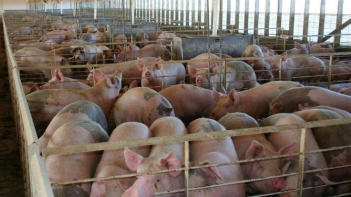 Fermierii din Iași din sectorul bovin, suin și avicol pot depune la APIA cererile pentru ajutoarele financiare necesare după pierderile cauzate de pandemia de COVID-19
