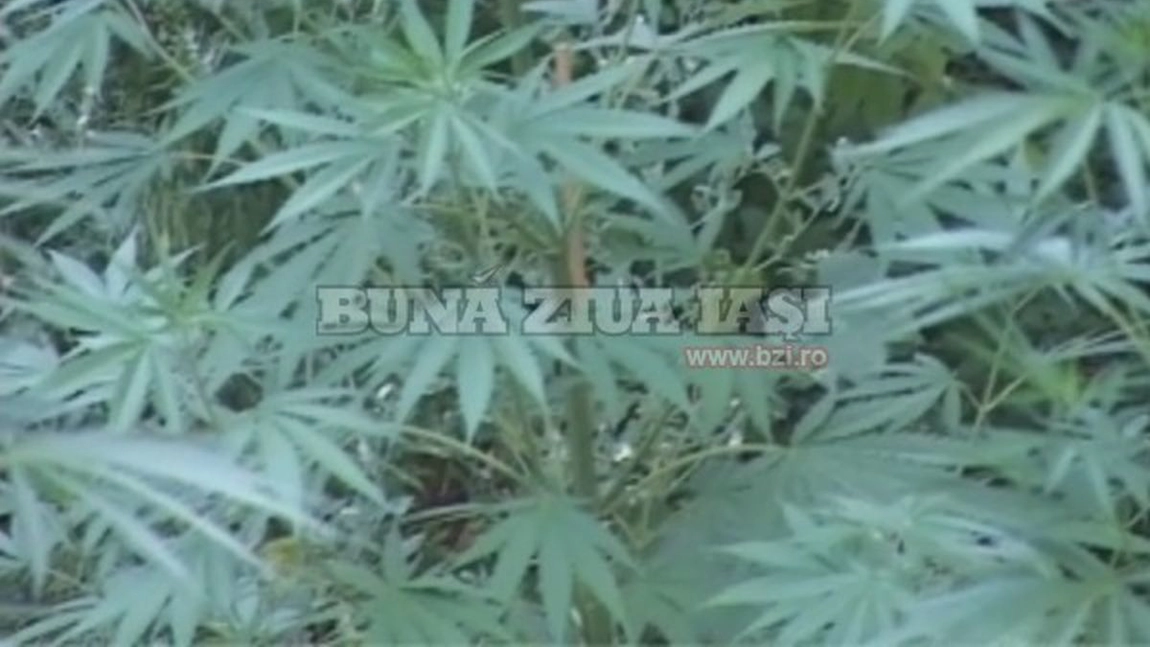 Se alege praful de clanul Corduneanu, din Iași! Magistrații au dat sentința! Pedeapsă totală de peste 20 de ani de pușcărie, într-un dosar care i-a stresat ani întregi! VIDEO