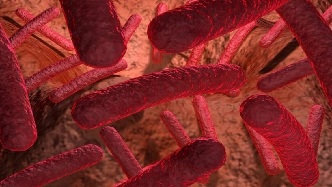 O nouă epidemie amenință mapamondul? Ce este bruceloza și cum se manifestă