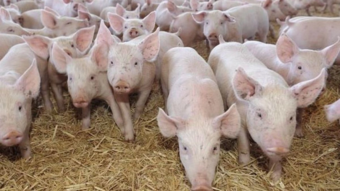 În Iași sunt active 21 de focare de pestă porcină, un număr dublu față de cel înregistrat în anul 2019. Medicii veterinari au închis, în anul 2020, alte 5 focare de PPA