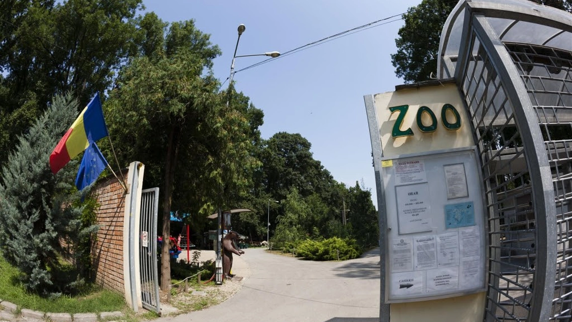 Trei câini au sfârtecat de vii șase canguri, la Grădina Zoologică din Timișoara