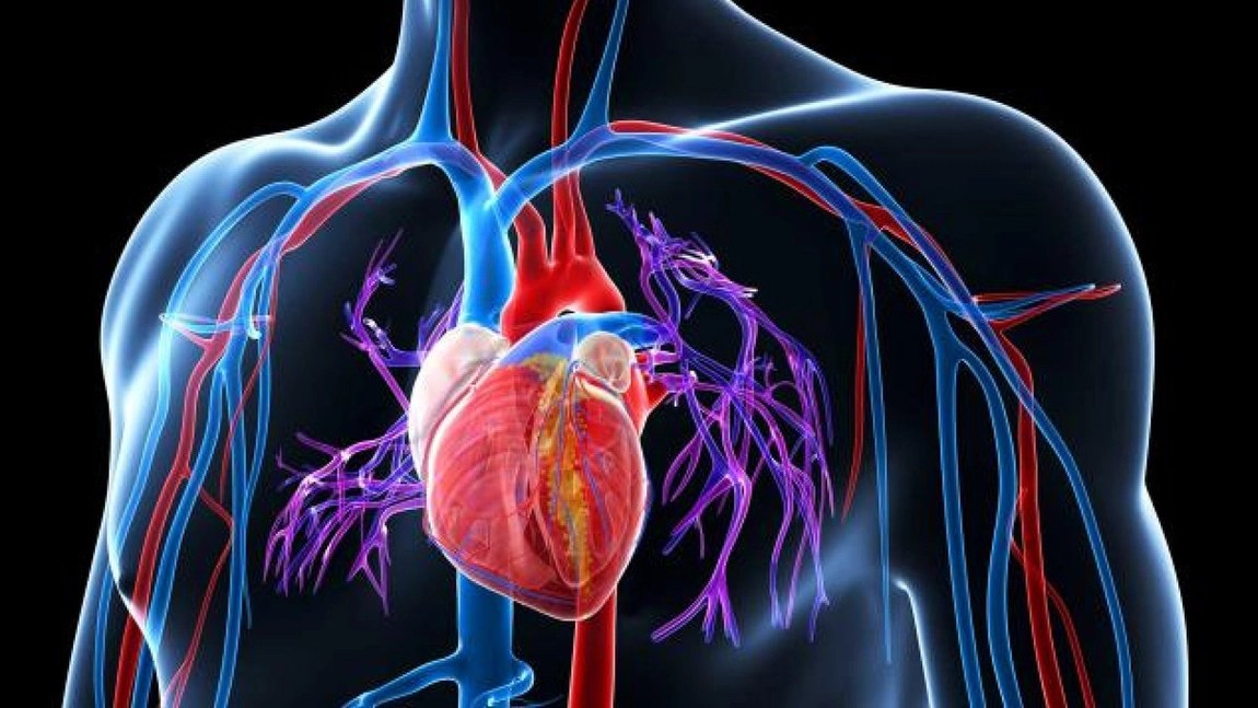 Coronavirusul taie fibrele musculare ale inimii, eliminând ADN-ul celulelor