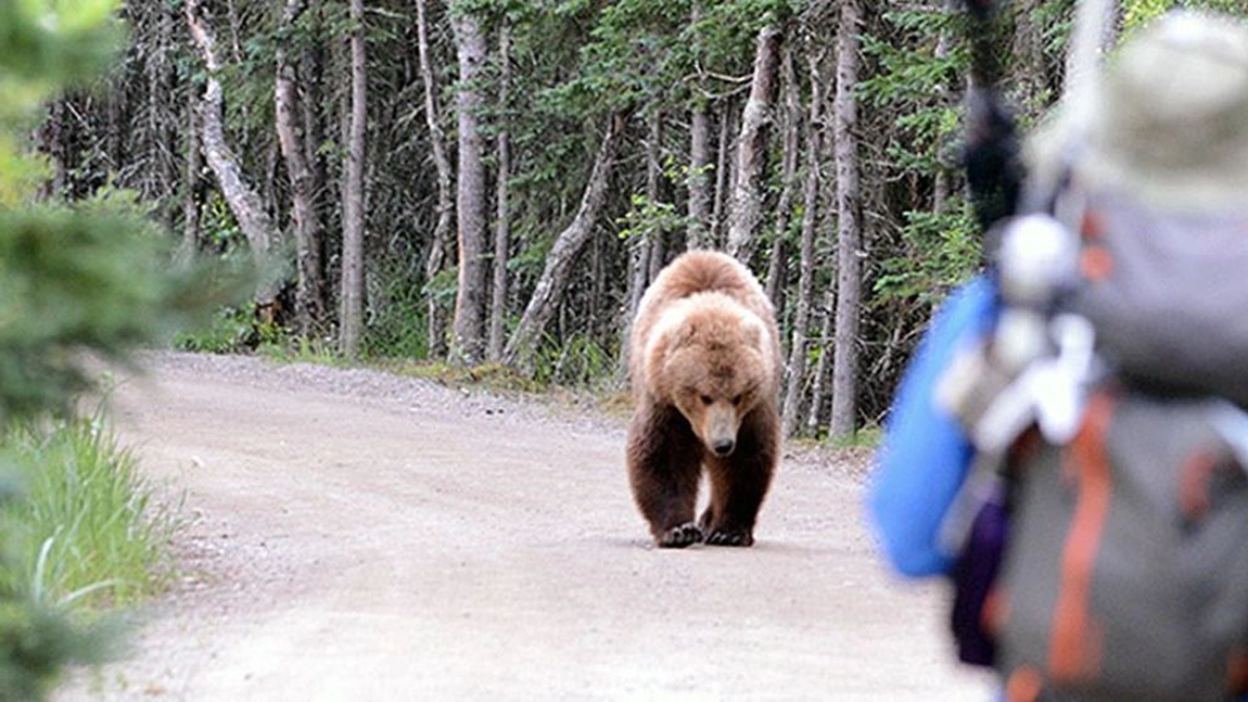 Cum trebuie să reacționezi dacă te întâlnești cu ursul. Ce nu trebuie să faci în niciun caz