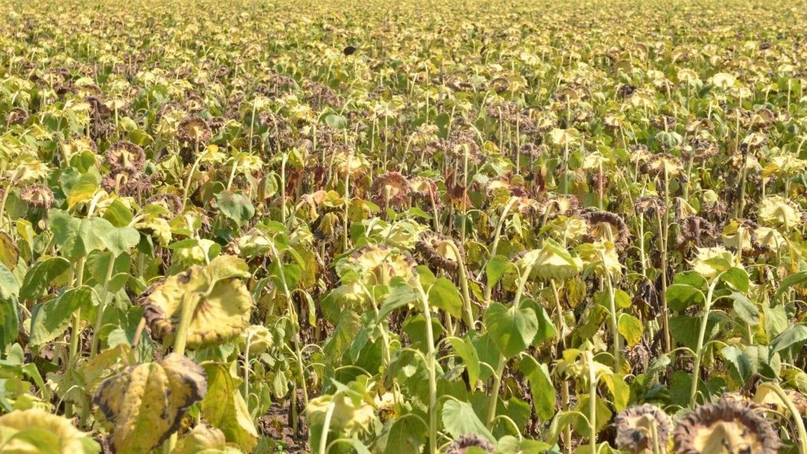Seceta extremă din 2020 a distrus culturile de porumb și floarea-soarelui din județul Iași. Direcția Agricolă verifică în teren culturile agricultorilor