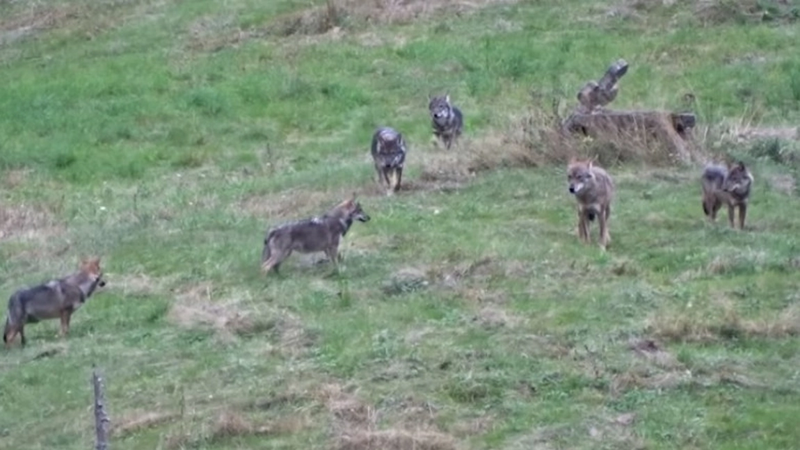 Imagini rare cu o haită de lupi surprinse în pădurile din Neamț - VIDEO