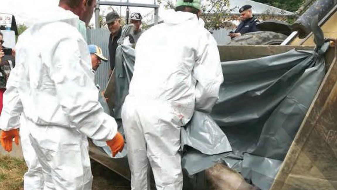 În Iași au apărut 4 noi focare de pestă porcină, într-o singură săptămână, la animalele domestice. Specialiștii din cadrul DSVSA Iași au incinerat alți 66 de mistreți morți din cauza PPA
