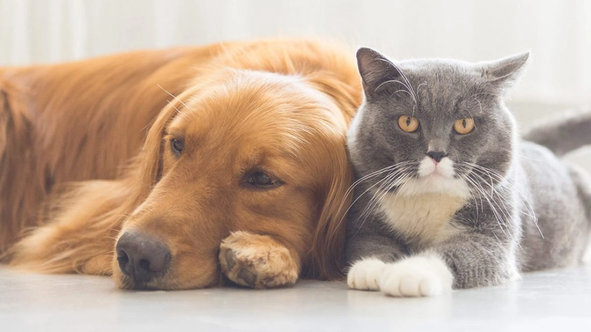 Animalele de companie, risc mare de infectare când sunt în contact cu pacienți Covid