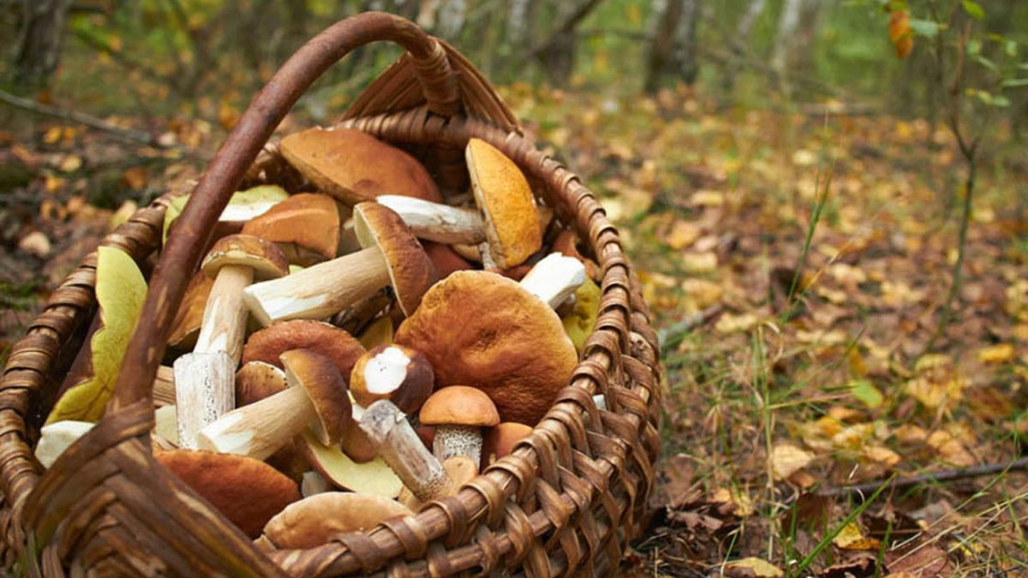 Noapte de gardă plină de intoxicații la spitalele din Iași! De mult nu a mai fost un an atât de bogat în ceea ce privește producția de ciuperci sălbatice, dar asta nu este o bucurie!
