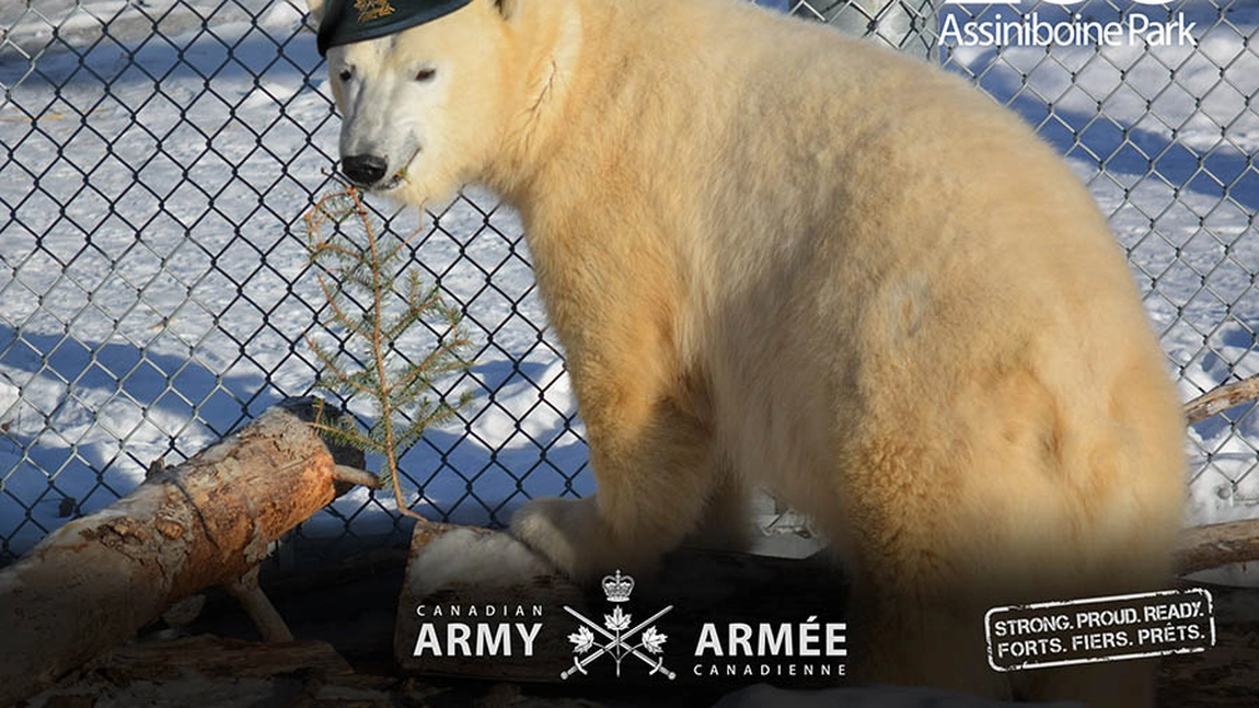 Un urs polar a fost avansat în grad de armata. Juno are gradul de caporal al Armatei Canadiene