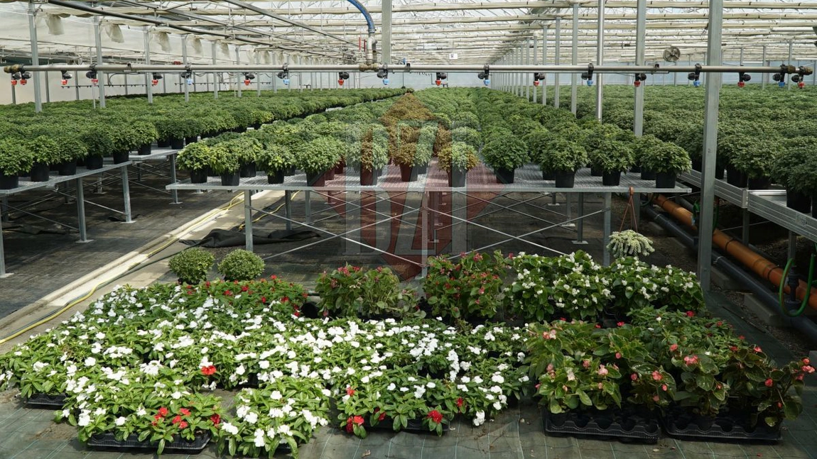 Pepiniera Sevicii Publice Iași din zona CUG va fi extinsă pentru a mări capacitatea de producție a florilor și arbuștilor folosiți la amenajarea orașului
