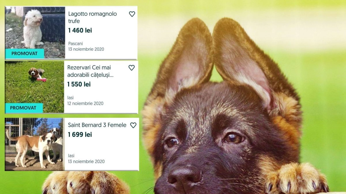 Vânzarea câinilor pe OLX și Publi24, o nouă afacere de succes care a luat amploare, după ce ieșenii au migrat în mediul rural, de teama îmbolnăvirii cu COVID-19. Proprietar: 