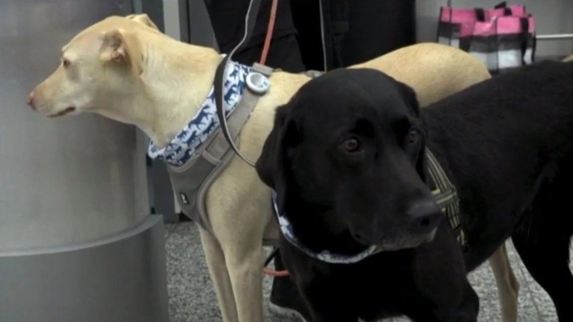 Cățeii din Franța, antrenați să identifice persoane infectate cu noul coronavirus. Au atins o acuratețe mai bună decât testele PCR - VIDEO