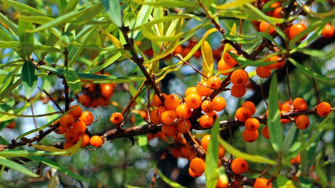 Numărul ieșenilor care solicită certificatul de producător ecologic este în creștere comparativ cu anul 2019. Cererile se depun la Direcția Agricolă