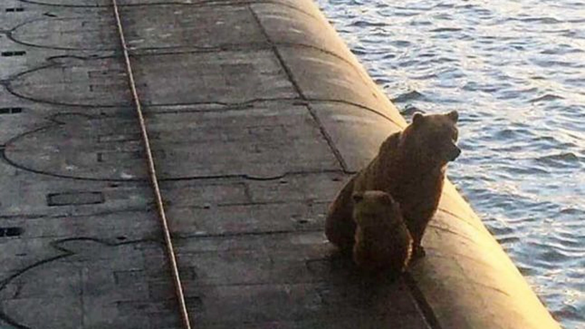 O ursoaică și puiul ei au fost împușcați pe un submarin nuclear, în Rusia - VIDEO