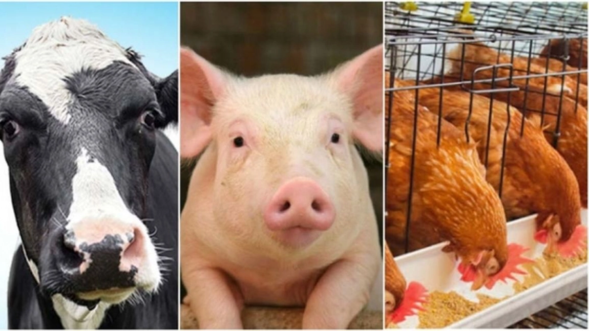 Crescătorii de bovine, suine și păsări, din Iași, primesc ajutorul de la stat pentru pierderile înregistrate din cauza pandemiei de COVID-19