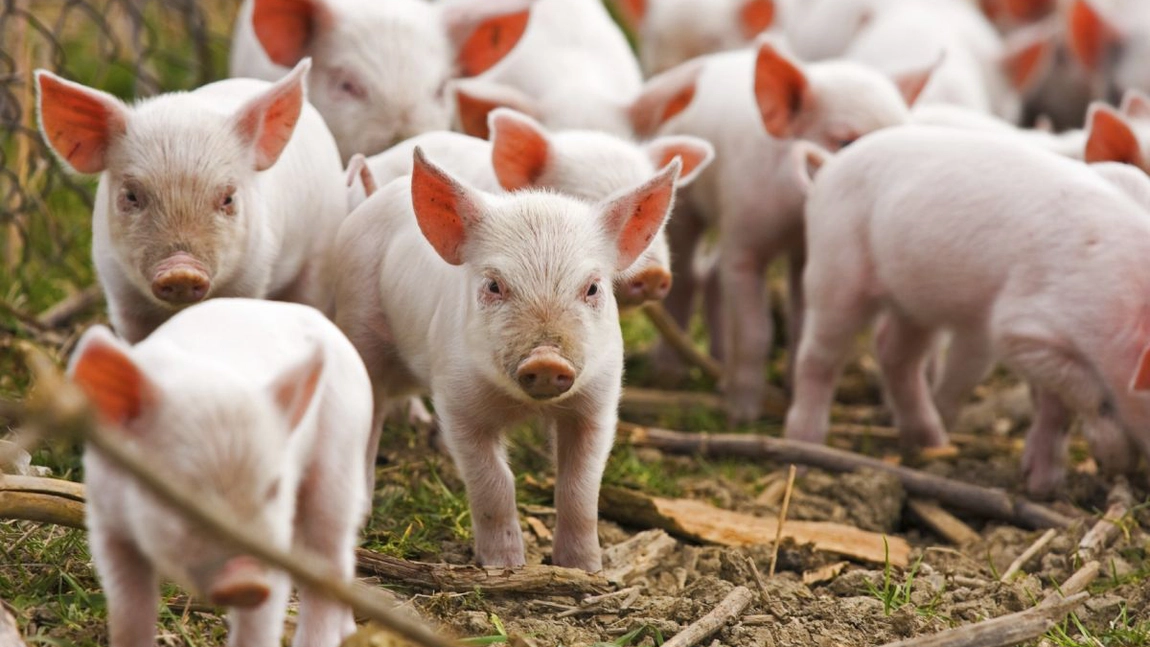 Atenție de unde achiziționați carnea de porc pentru masa de Crăciun. Direcția Sanitar-Veterinară impune reguli stricte pentru sacrificarea purceilor