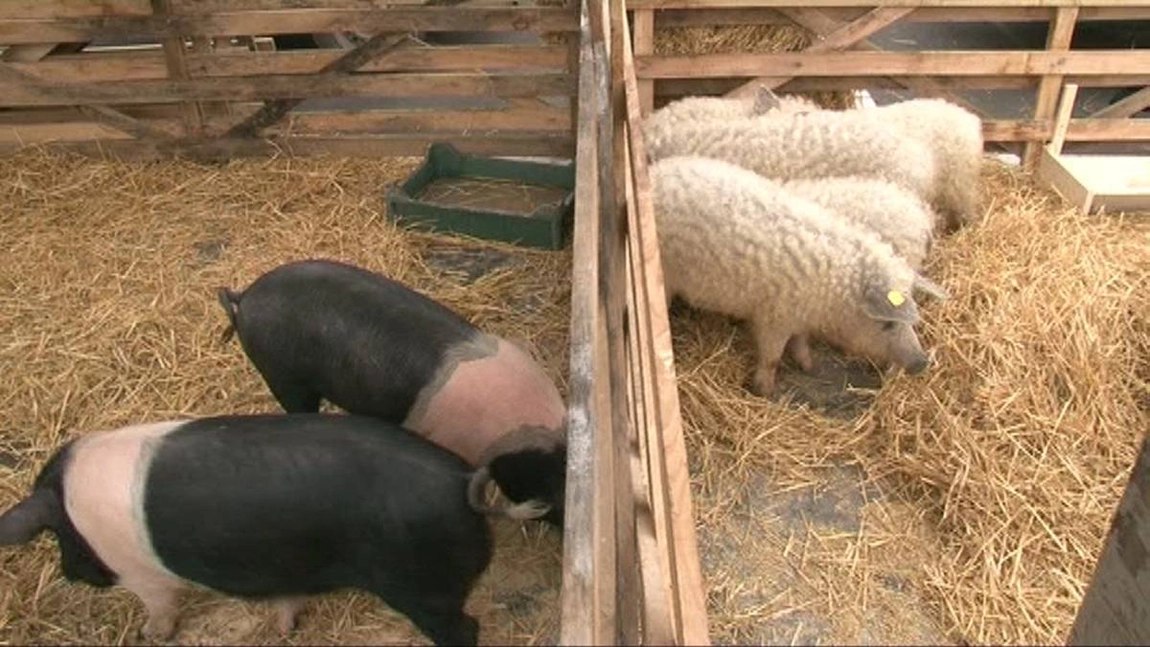 Programul Bazna și Mangalița nu a avut succes la Iași. Fermierii nu au fost interesați de cei 1.200 de lei/an, oferiți de Ministerul Agriculturii și Dezvoltării Rurale