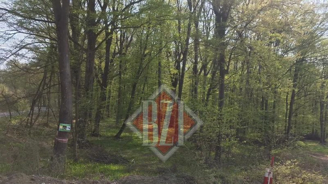 Direcția Silvică Iași pregătește tăierile de păduri din județ! Exploatarea de la Dobrovăț și alte localități costă 500.000 de euro