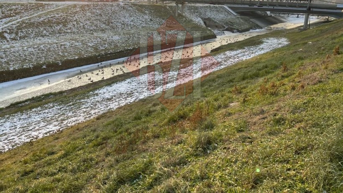 Zeci de rațe sălbatice plutesc pe râul Bahlui din Iaşi. Imagini superbe de la faţa locului - FOTO