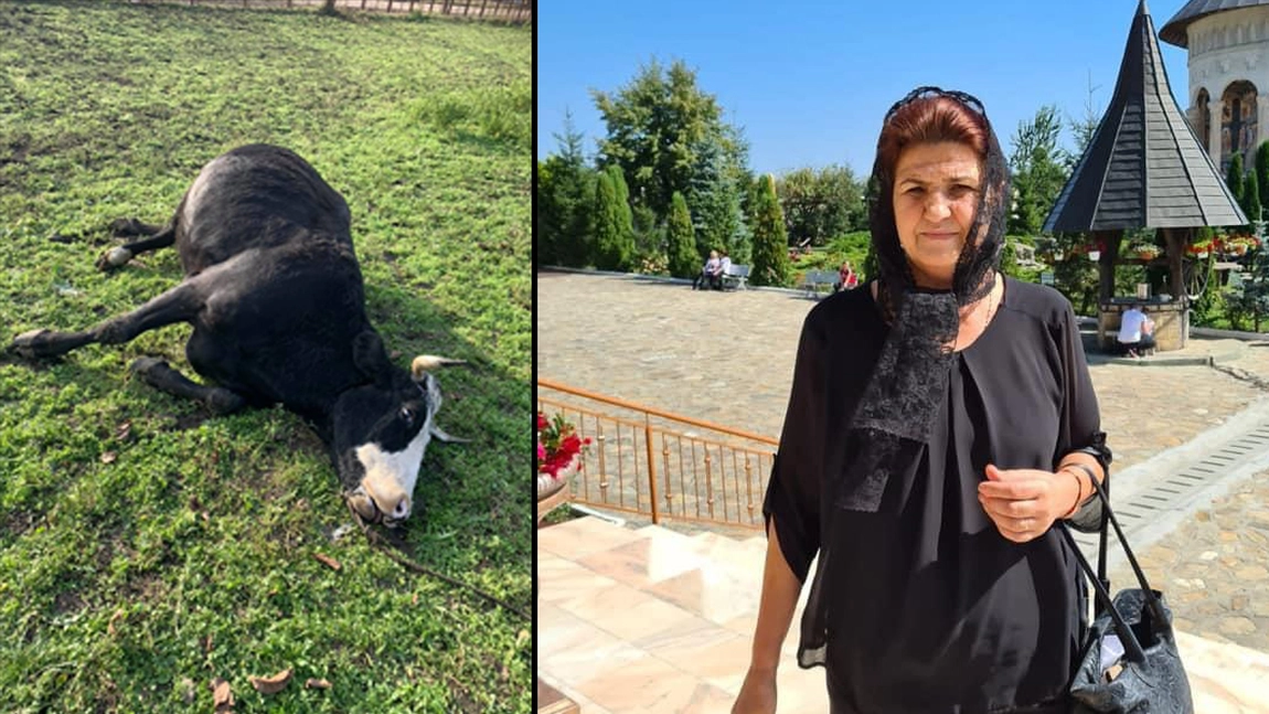 Tristețe mare în familia fostului primar PSD din Țibănești, Aurica Cobuz. Vaca a decedat. 