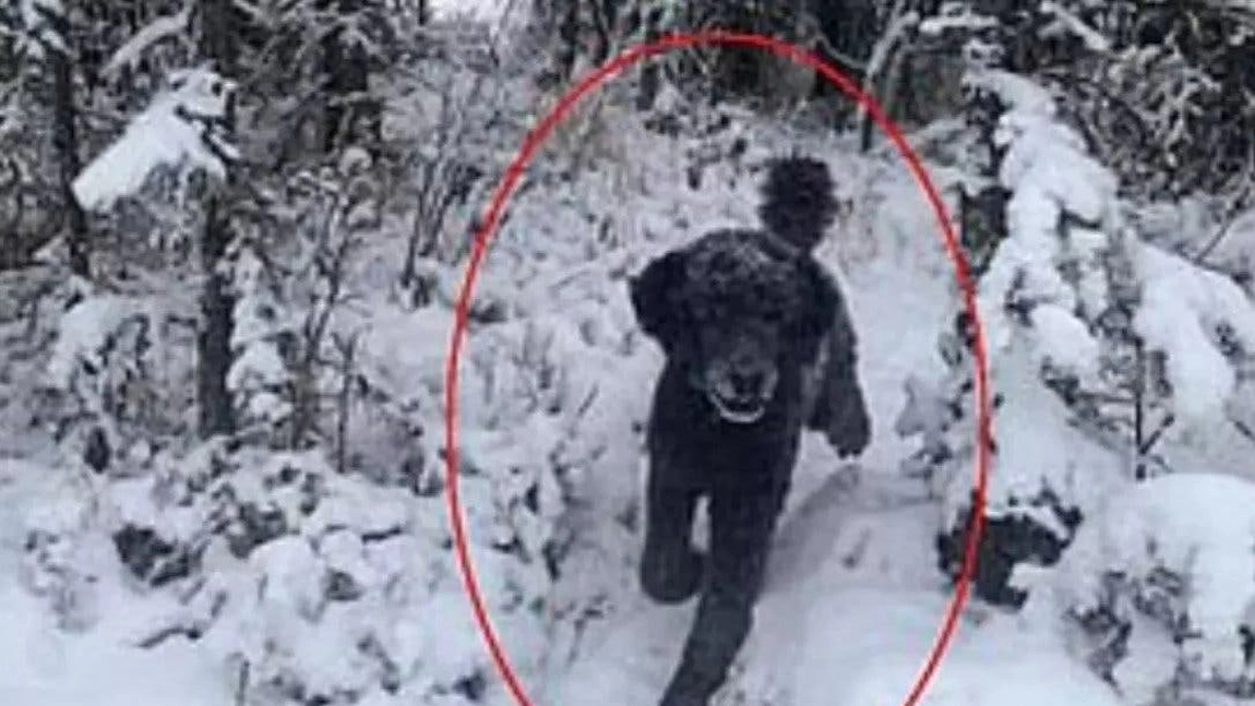 Un câine sau un bărbat? Iluzia optică de sezon care a împărțit internetul în două