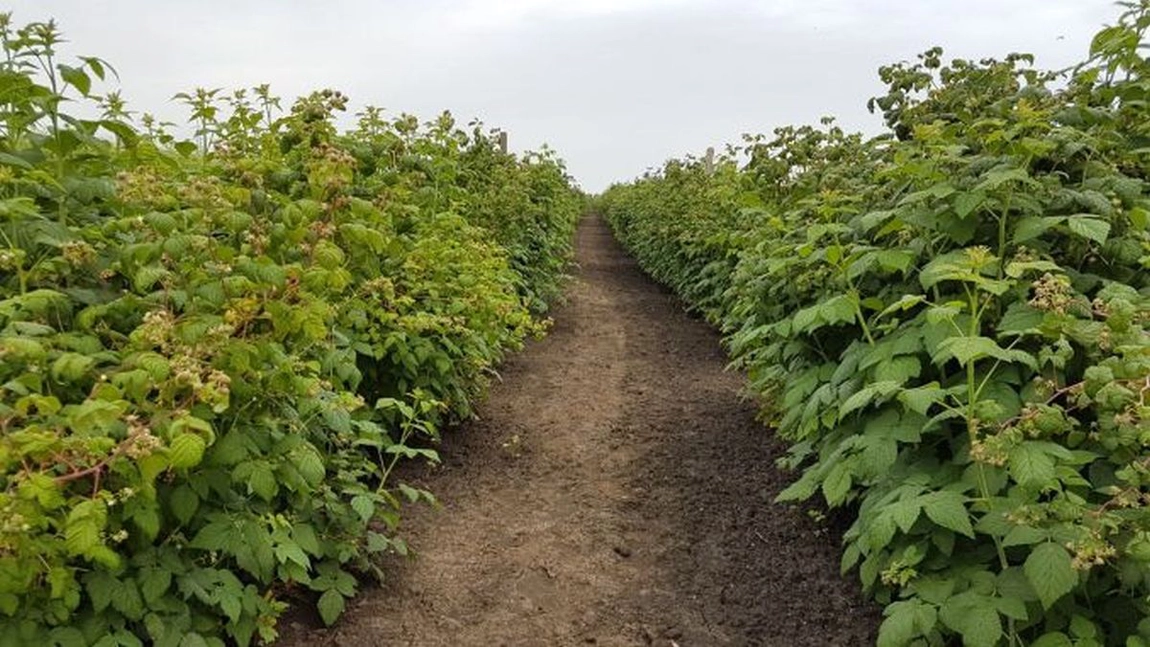 Producătorii din Iași vor să obțină atestatele ecologice. A crescut numărul cererilor depuse la Direcția Agricolă în luna ianuarie 2021