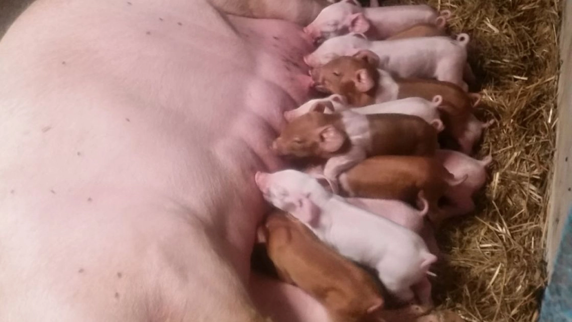 Ce se întâmplă dacă ai mai mult de 5 porci în coteţ? Reglementare prin Ordinul 24