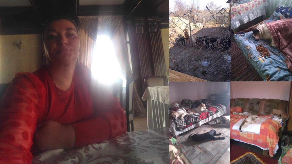 Povestea incredibilă a ieșencei care a renunțat la viața ei obișnuită pentru a trăi alături de animale! Elena Surubariu locuiește alături de 55 de câini și pisici! - FOTO