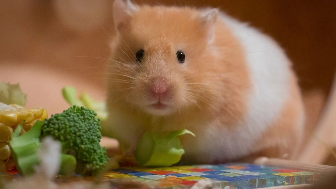 Vaccin anti-covid făcut din celule de hamster. Ce eficacitate are