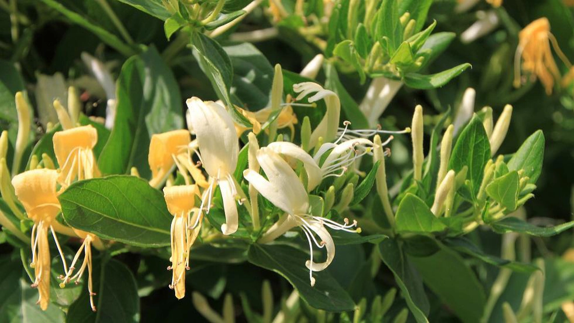 Mâna Maicii Domnului, beneficii. La ce se folosește această plantă frumos mirositoare