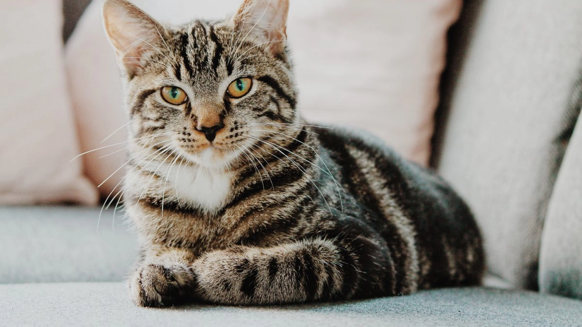 Se poate steriliza o pisică în călduri? Ce spun medicii veterinari