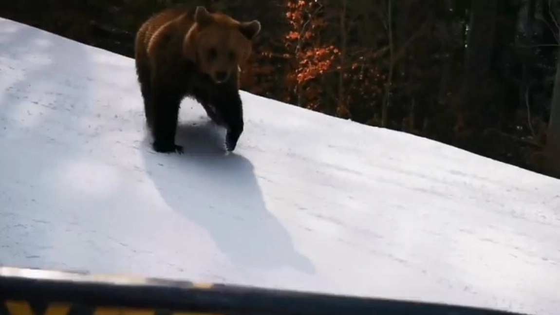 Un bărbat a fost fugărit de urs minute în șir, după ce a încercat să-l alunge în pădure - VIDEO