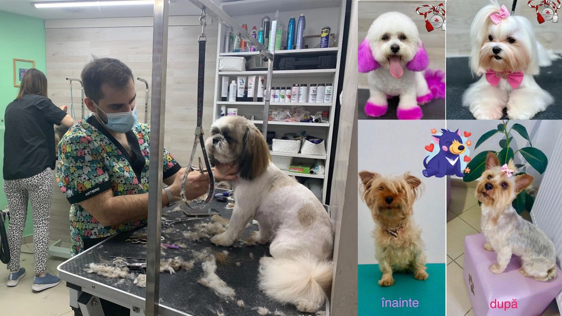 Gravidele din Iași au descoperit o nouă fiță! Duc animalele de companie la saloanele patronilor Cristina Covaliuc și Andrei Dogariu. Stăpânii vor să vopsească cozile și urechile animalelor