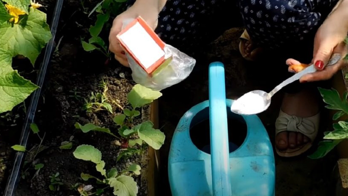 Bicarbonat de sodiu pentru melci: Trucul pe care îl știe orice grădinar