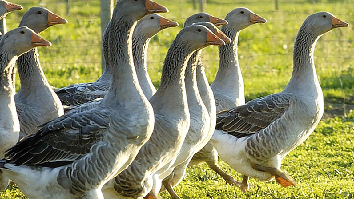 Recensământ agricol 2021. Amendă de până la 5.000 de lei dacă nu spui câte animale şi păsări ai în curte