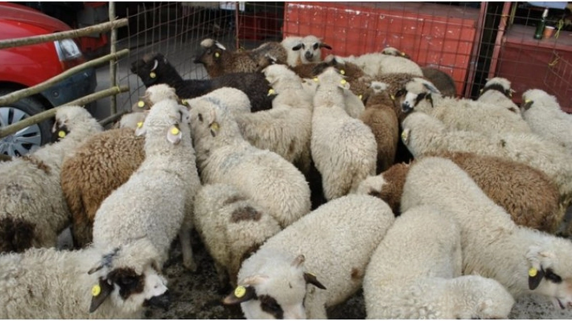 Fermierii din Iași pot vinde miei la poarta fermei doar dacă au aviz de la DSVSA pentru sacrificare. Medicii veterinari au demarat controalele premergătoare sărbătorilor pascale
