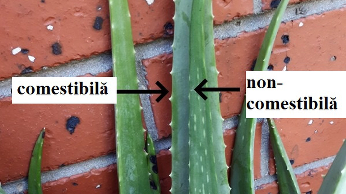 Specii de aloe vera otrăvitoare. Care specii de aloe vera sunt comestibile și care sunt pentru tratament