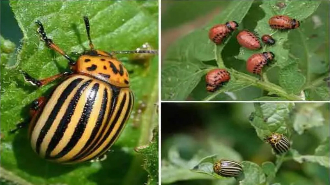 Cum scapi de gândacul de Colorado din cartofi. Metode naturale de eliminare a dăunătorului