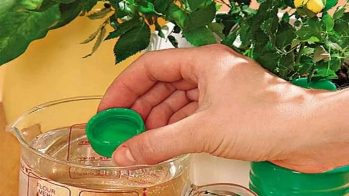 Îngrăşăminte naturale pentru flori de casă. Semne că plantele tale au nevoie de fertilizatori