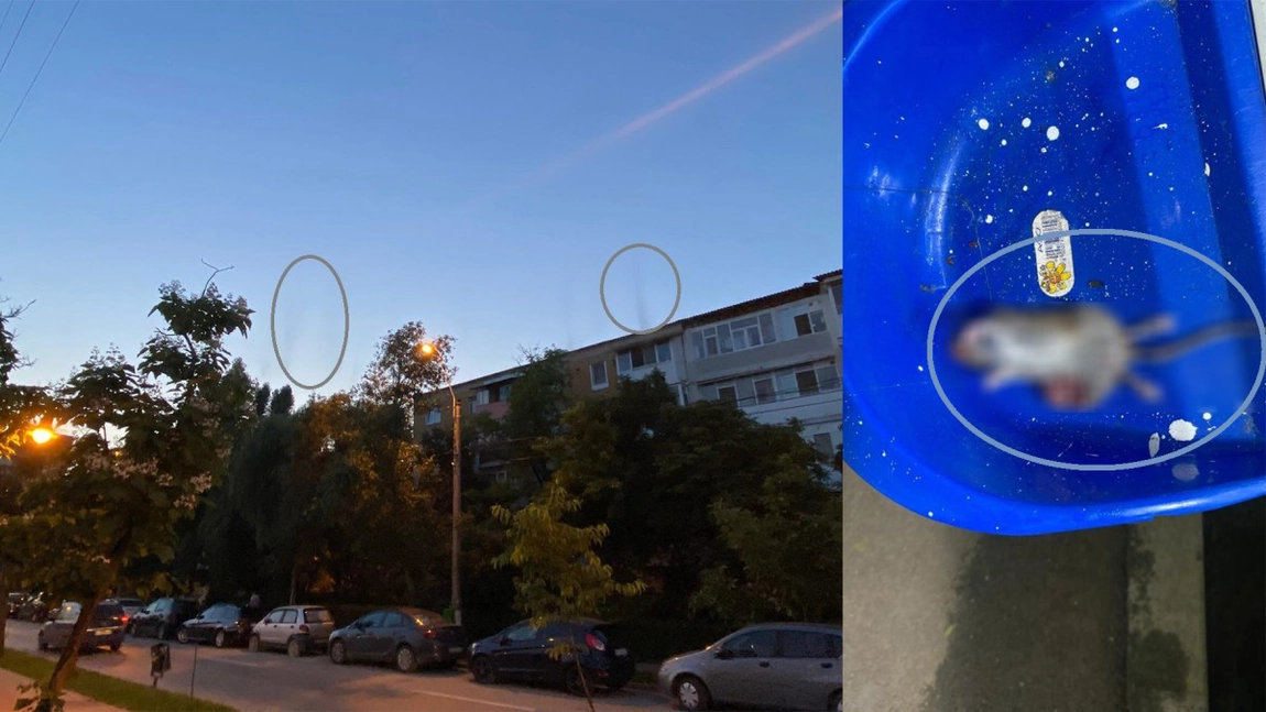 Invazie de șobolani și țânțari în municipiul Iași! Dezinsecția și deratizarea se lasă așteptate prin cartiere - FOTO