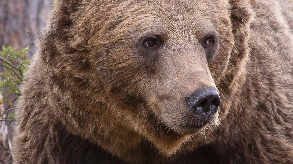 Un copil de 9 ani, atacat de un urs în fața casei sale