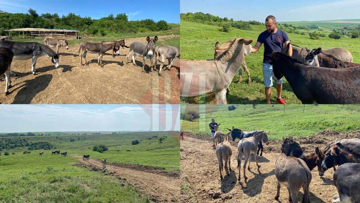 Aici este ferma în care se produce cel mai scump lapte din Iași. Analizele arată că e o adevărată minune: 