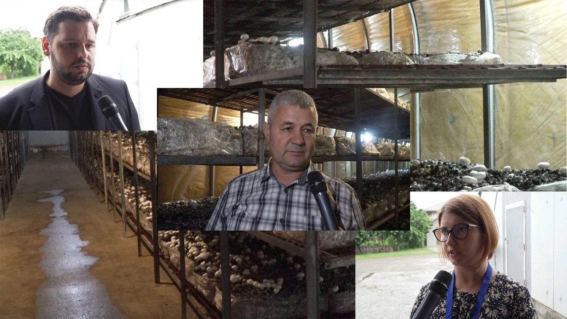 Un afacerist din Iași face minuni cu un teren de 1.000 de metri pătrați! Scoate produse scumpe care ajung pe rafturile celor mai mari supermarketuri. Gabriel Ionescu: 