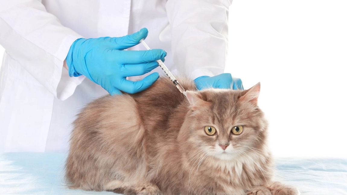 Totul despre vaccinarea pisicii: când se începe şi care este schema