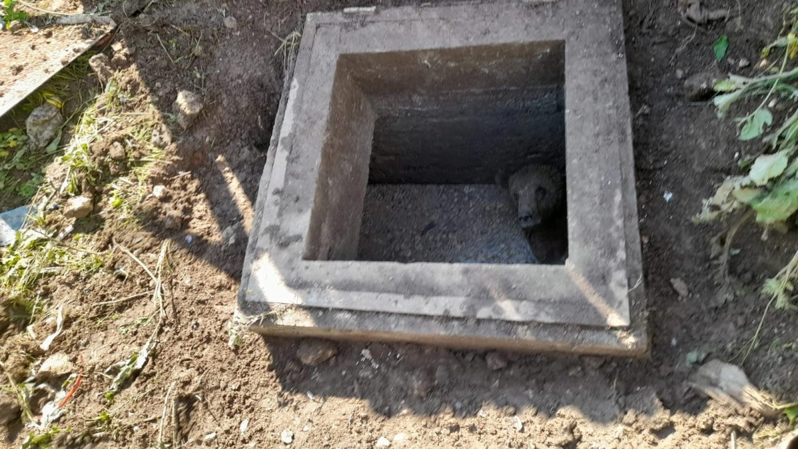 Jandarmii montani au salvat un urs care căzuse într-o fosă septică