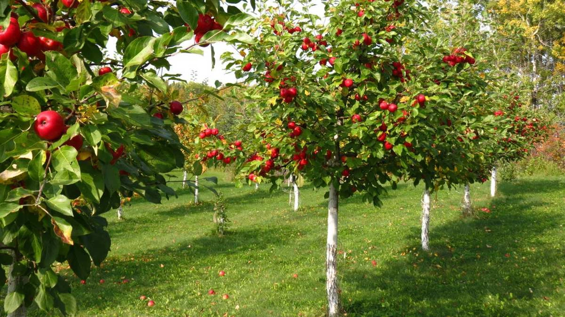 Se dau fonduri europene pentru înființarea grupurilor de producători în Iași! Suma maximă care poate fi accesată este în valoare de 100.000 de euro