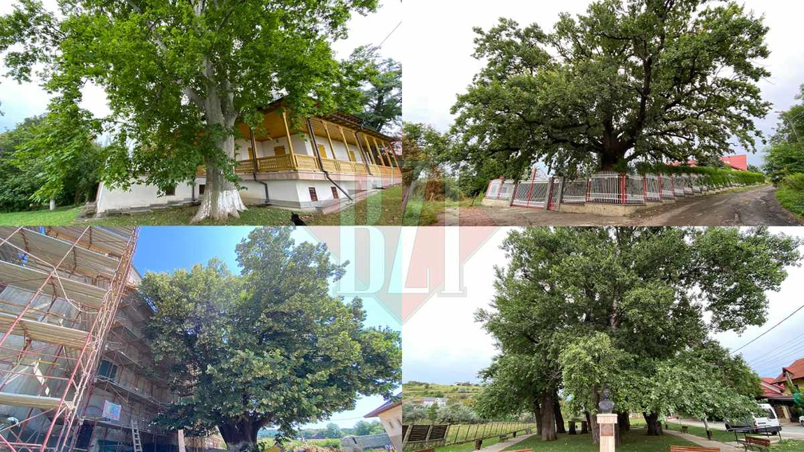 Imagini de colecție cu cei mai speciali arbori din Iași! Povestea fabuloasă a copacilor seculari din cele mai ascunse locuri ale orașului - GALERIE FOTO, DOCUMENT