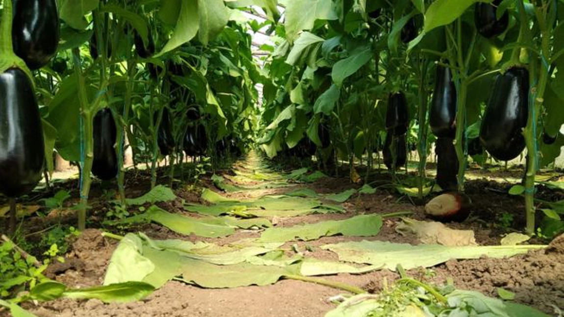 Agricultorii se vaită de supra-producție la vinete! Sunt nevoiți să le arunce la gunoi pentru că nu reușesc să le vândă